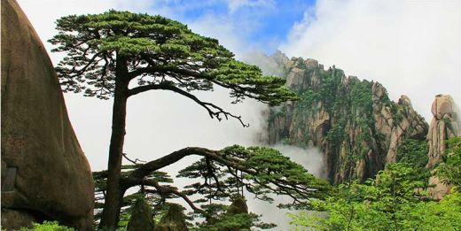 黄山2_副本.jpg